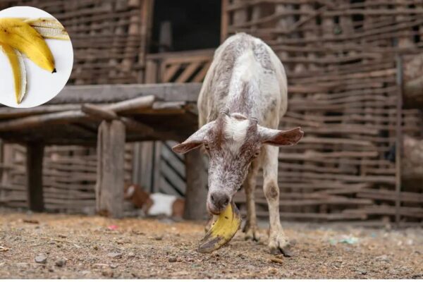 Can Goats Eat Banana Peels? Complete Safety Guide 2025