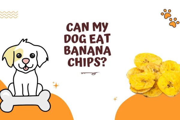 Can Dogs Eat Banana Chips? Safety Guide for Pet Owners
