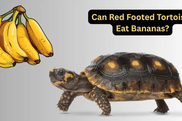 Can Red Footed Tortoises Eat Bananas? Safe Feeding Guide