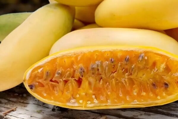 Gros Michel Banana Seeds: Why They Don’t Exist & How to Grow