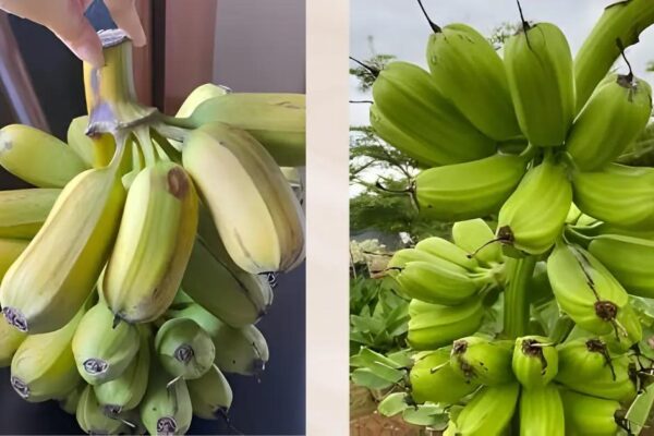 Samoan Banana Guide: How to Cook Fa’i (Pacific Bananas)