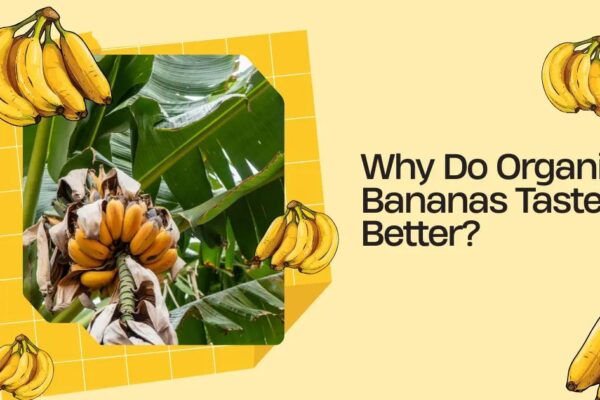 Why Do Organic Bananas Taste Better? Science & Facts